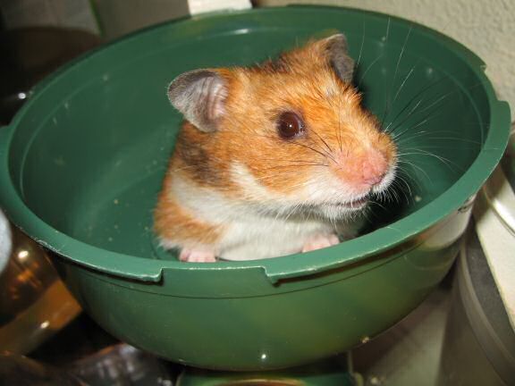 My hamster Lucy enjoying the start of autumn.