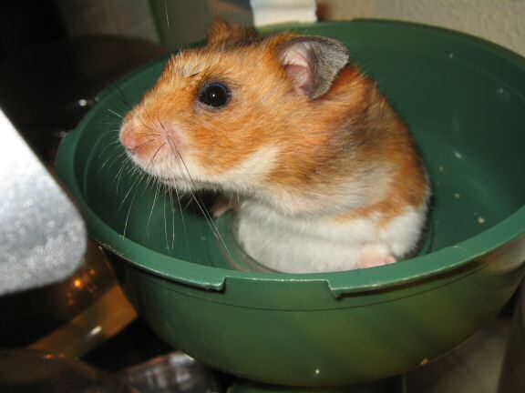 My hamster Lucy enjoying the start of autumn.