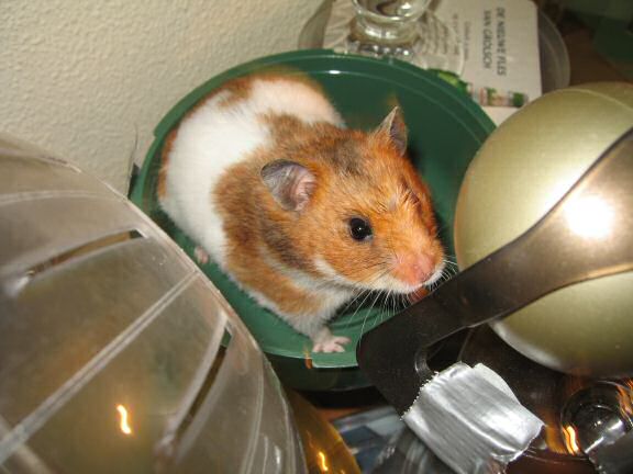 My hamster Lucy enjoying the start of autumn.