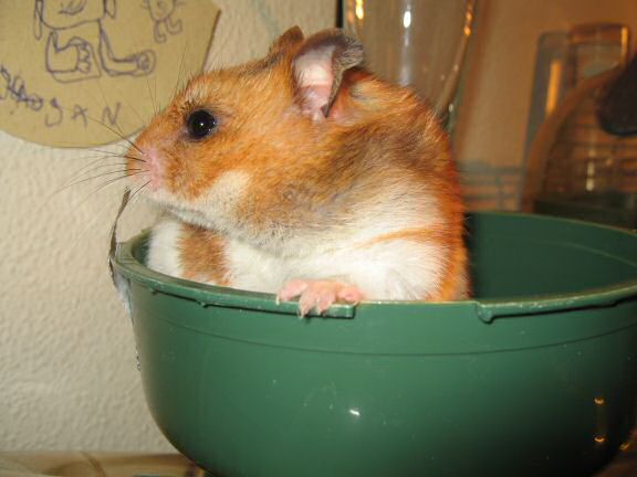 My hamster Lucy enjoying the start of autumn.
