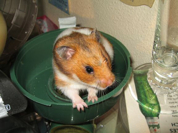 My hamster Lucy enjoying the start of autumn.