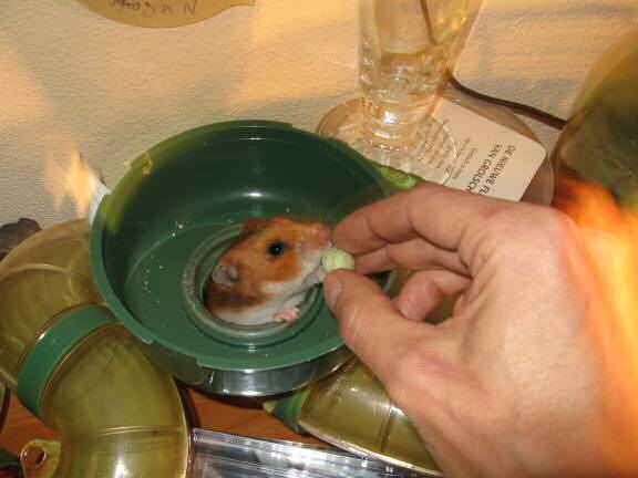 Training to wake up Lucy earlier.