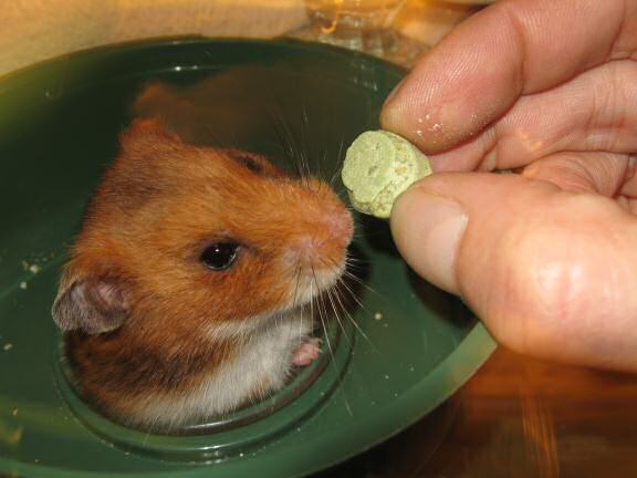 Training to wake up Lucy earlier.