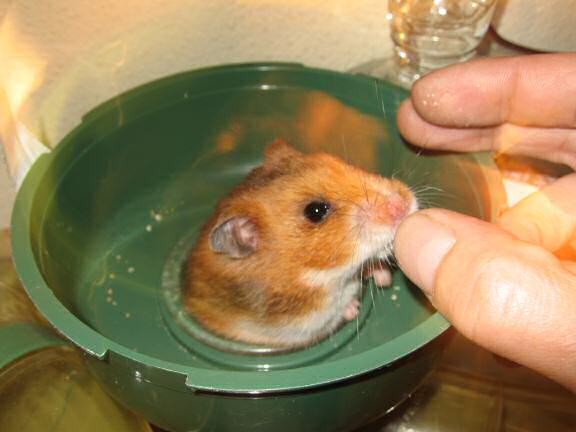 Training to wake up Lucy earlier.