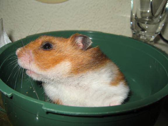 Training to wake up Lucy earlier AGAIN.