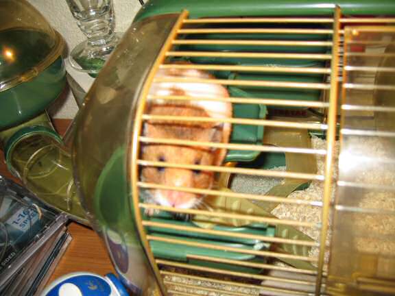 My hamster Lucy demanding attention...