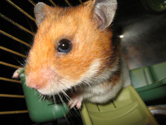 My hamster Lucy demanding attention...