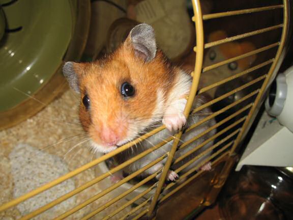 My hamster Lucy demanding attention...