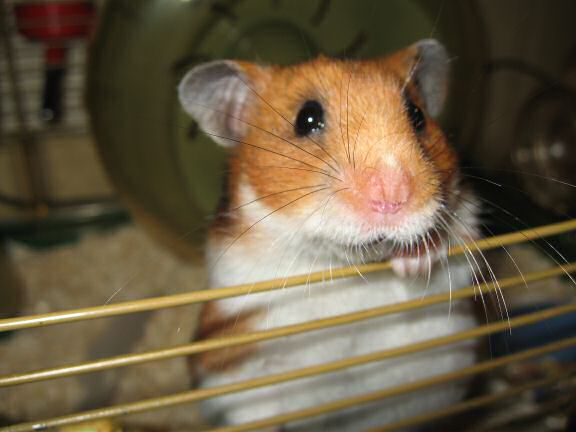My hamster Lucy demanding attention.