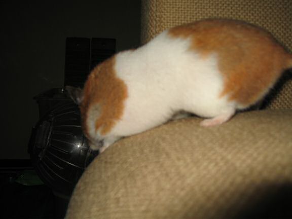 My hamster Lucy inspectin' the iButton network-work