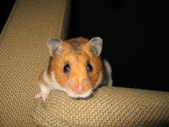 My hamster Lucy inspectin' the iButton network-work