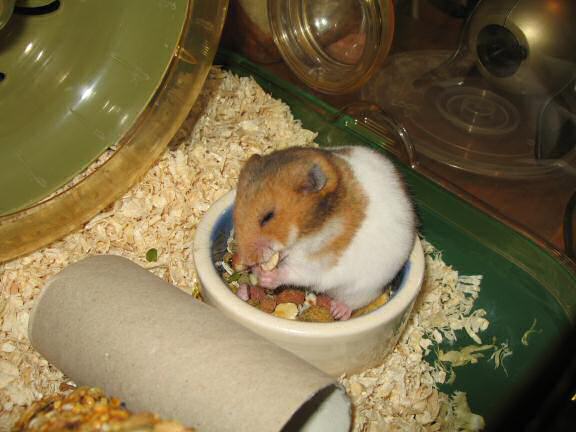 My hamster Lucy sitting in her food bowl on day 2