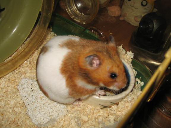 My hamster Lucy sitting beside her food bowl on day 96