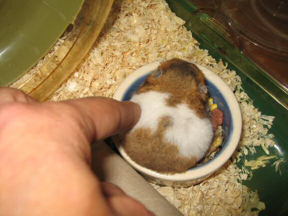 My hamster Lucy sitting in her food bowl on day 2