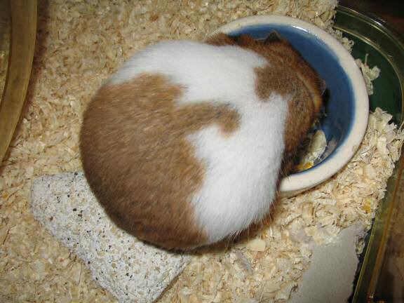 My hamster Lucy sitting grabbin' food from her food bowl on day 96
