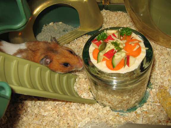 My hamster Lucy about to try her Veggie Pizza.