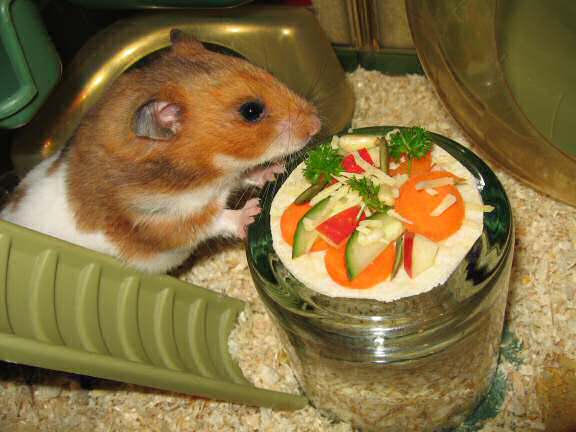 My hamster Lucy enjoying her micro Veggie Pizza.