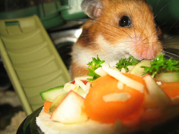 My hamster Lucy enjoying her micro Veggie Pizza.