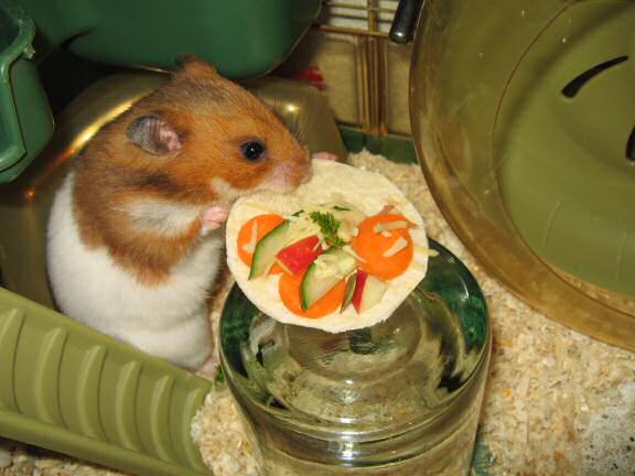 My hamster Lucy enjoying her micro Veggie Pizza.