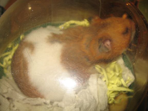 My hamster Lucy Loungin' it very Lazy.