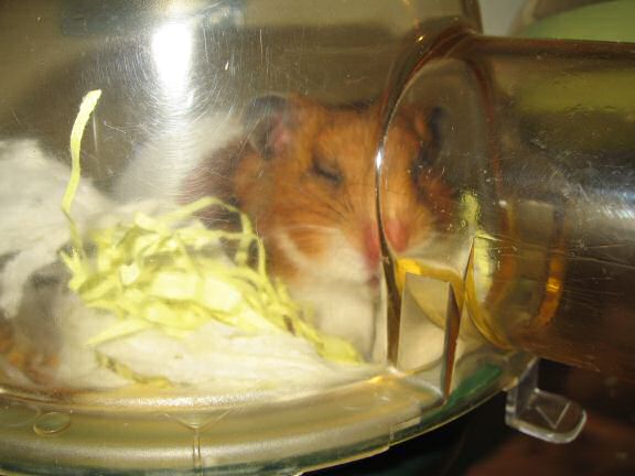 My hamster Lucy Loungin' it very Lazy.