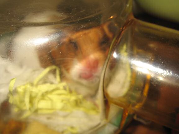 My hamster Lucy Loungin' it very Lazy.