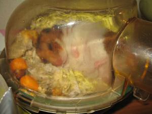 My hamster Lucy after creating the disaster area in her cage.