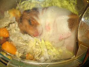 My hamster Lucy after creating the disaster area in her cage.