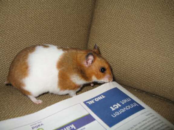 Fun with my hamster Lucy on the couch.