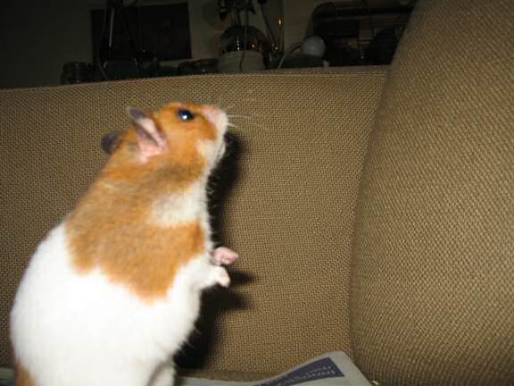 Fun with my hamster Lucy on the couch.