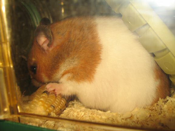 Singin' with my hamster Lucy.