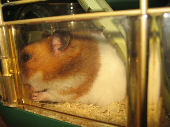 Singin' with my hamster Lucy.