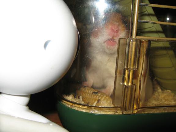 Singin' with my hamster Lucy.