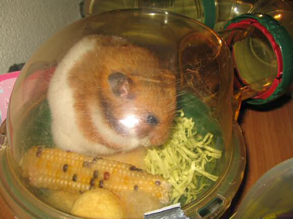 My hamster Lucy nibbling on a minature Corn on the Cob.