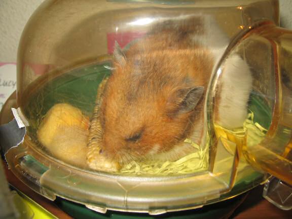 My hamster Lucy nibbling on a minature Corn on the Cob.