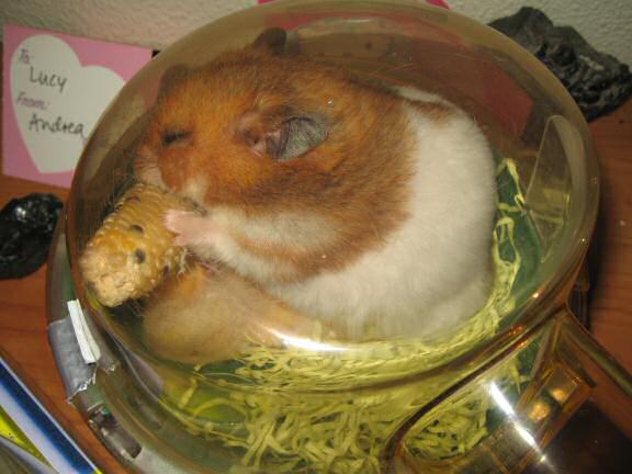 My hamster Lucy nibbling on a minature Corn on the Cob.