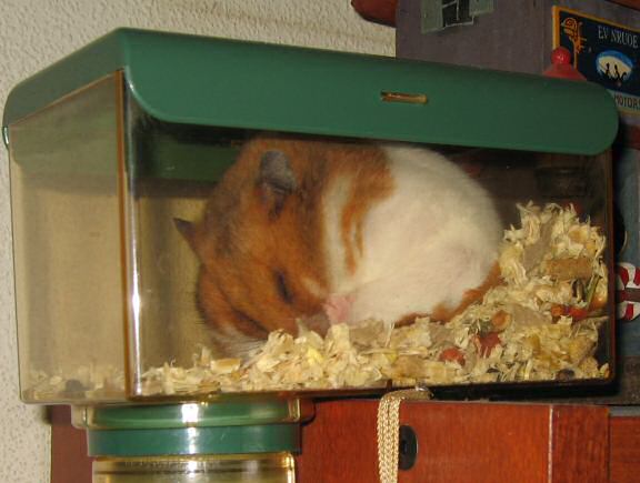 My hamster Lucy sleeping in her 'Meditation-room' for the first time.