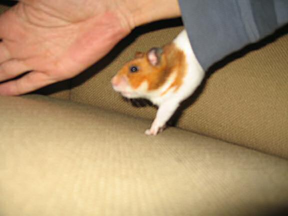 My hamster Lucy doin' a magic trick.