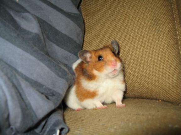 My hamster Lucy doin' a magic trick.