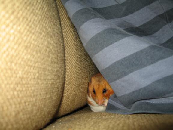 My hamster Lucy doin' a magic trick.