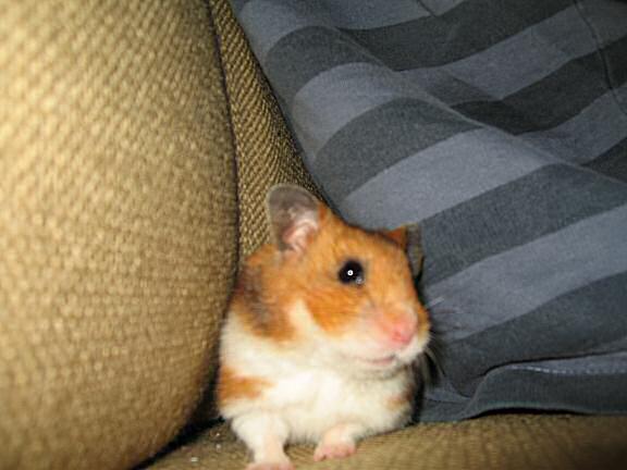 My hamster Lucy doin' a magic trick.