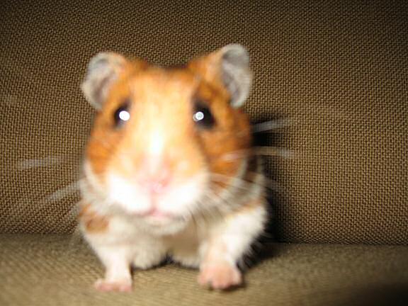 My hamster Lucy's reaction on being featured on Yahoo! Picks.