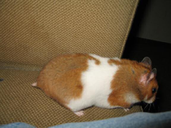 My hamster Lucy posin' for an extra pine-seed.