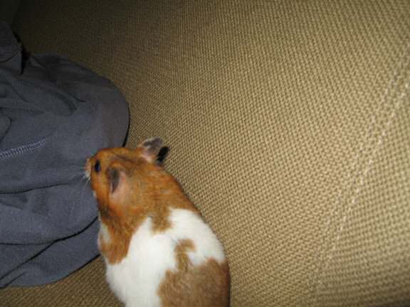 My hamster Lucy posin' for an extra pine-seed.