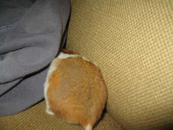 My hamster Lucy posin' for an extra pine-seed.