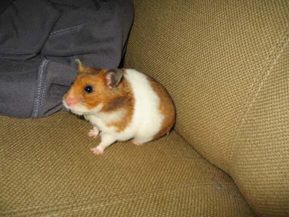 My hamster Lucy posin' for an extra pine-seed.