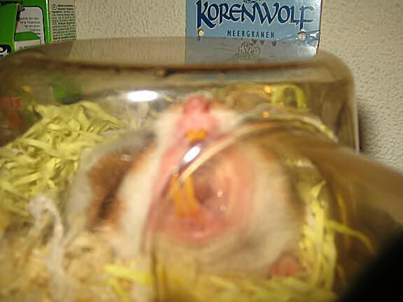 My hamster Lucy not finding this post interesting.