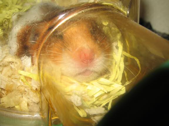 My hamster Lucy not finding this post interesting.