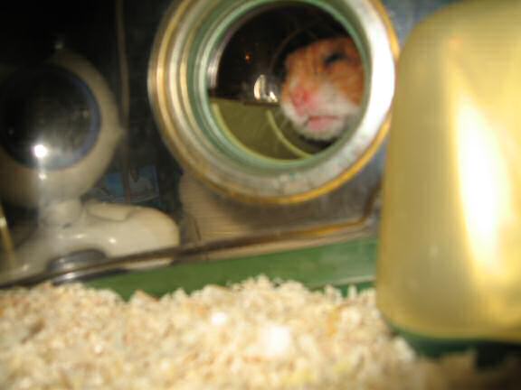 Trick or Treatin' my hamster Lucy on Halloween 2007.
