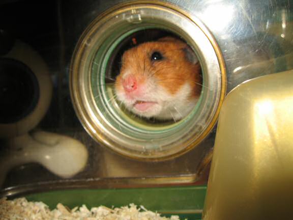 Trick or Treatin' my hamster Lucy on Halloween 2007.